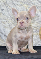 Dylan Male AKC French Bulldog $1399