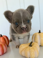 Darla Female AKC Fluffy French Bulldog $2450
