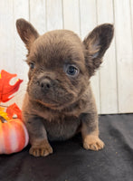 Davy Male Fluffy AKC French Bulldog $1550