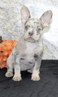 Shelia Female AKC French Bulldog $1400