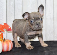 Gina Female AKC French Bulldog $1500