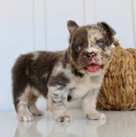 Dakota Male AKC Fluffy French Bulldog $2950