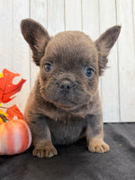 Davy Male Fluffy AKC French Bulldog $1550