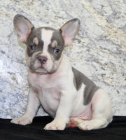 Brent Male AKC French Bulldog $1350