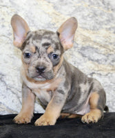 Kelly Female AKC French Bulldog $1450