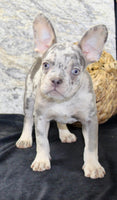 Shelia Female AKC French Bulldog $1400