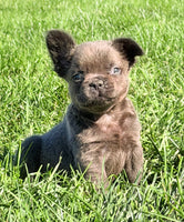 Duke Male Fluffy AKC French Bulldog $1550