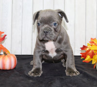 Eric Male AKC French Bulldog $1400