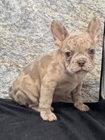 Ava Female AKC French Bulldog $1350