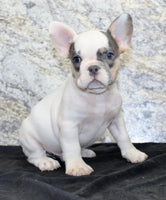 Barlow Male AKC French Bulldog $1350