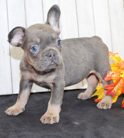 Gina Female AKC French Bulldog $1500