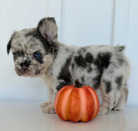 Dallas Male AKC Fluffy French Bulldog $2450