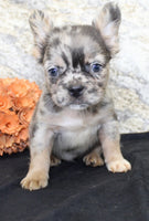 Janet Female AKC Fluffy French Bulldog $1550