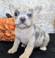 Huck Male AKC French Bulldog $1400