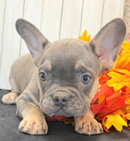 Heidi Female AKC French Bulldog $1450
