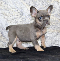 Holly Female AKC French Bulldog $1400