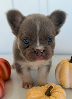 Darla Female AKC Fluffy French Bulldog $2450
