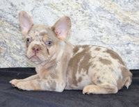 Ernie Male AKC French Bulldog $1350