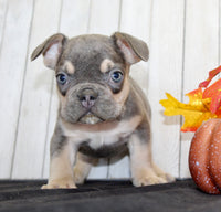 Benny Male AKC French Bulldog $1500