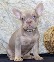 Dylan Male AKC French Bulldog $1399