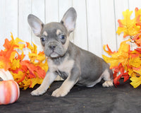Bobbie Male AKC French Bulldog $1500