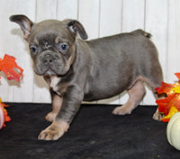 Fern Female AKC French Bulldog $1550