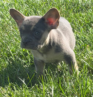 Frankie Male AKC French Bulldog $1450