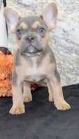 Jewel Female AKC French Bulldog $1500