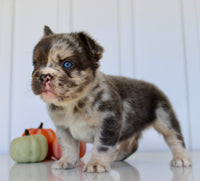 Dakota Male AKC Fluffy French Bulldog $2950