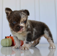Dakota Male AKC Fluffy French Bulldog $2950