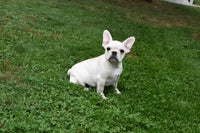 Marie Female French Pug $895