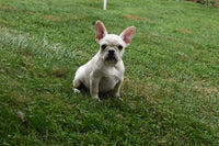Marie Female French Pug $895