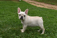 Marie Female French Pug $895