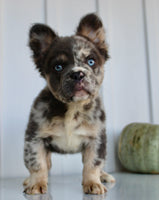 Dakota Male AKC Fluffy French Bulldog $2950