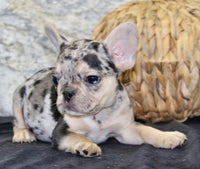 Luna Female AKC French Bulldog $1550