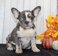 Michelle Female AKC French Bulldog $1399
