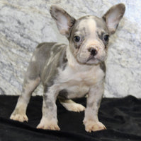 Dallas AKC Male French Bulldog $1450