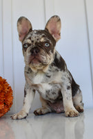 Dillon Male AKC French Bulldog $1650