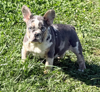 Maggie Female AKC French Bulldog $1650