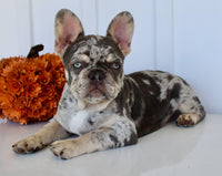 Dillon Male AKC French Bulldog $1650