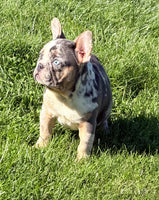 Maggie Female AKC French Bulldog $1650