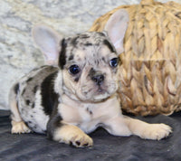 Luna Female AKC French Bulldog $1550