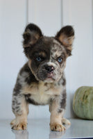 Dakota Male AKC Fluffy French Bulldog $2950