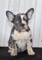 Michelle Female AKC French Bulldog $1399