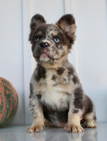 Dakota Male AKC Fluffy French Bulldog $2950