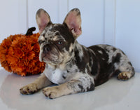 Dillon Male AKC French Bulldog $1650