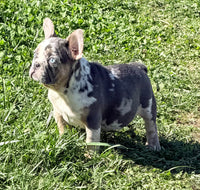 Maggie Female AKC French Bulldog $1650