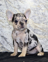 Luna Female AKC French Bulldog $1550