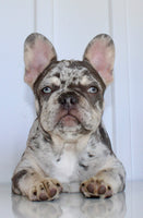 Dillon Male AKC French Bulldog $1650