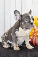 Michelle Female AKC French Bulldog $1399